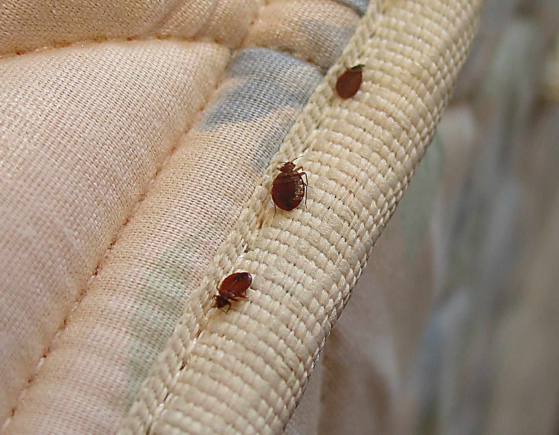 Bedbugs treatment