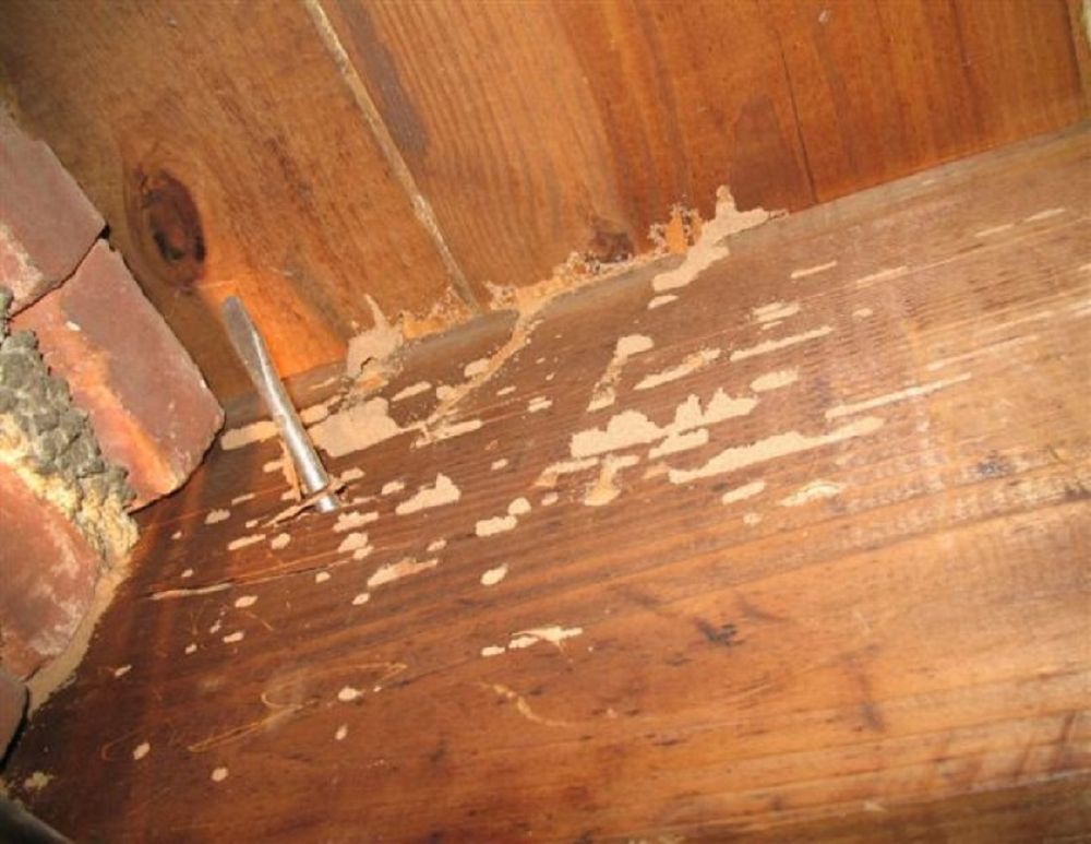 Termite damage