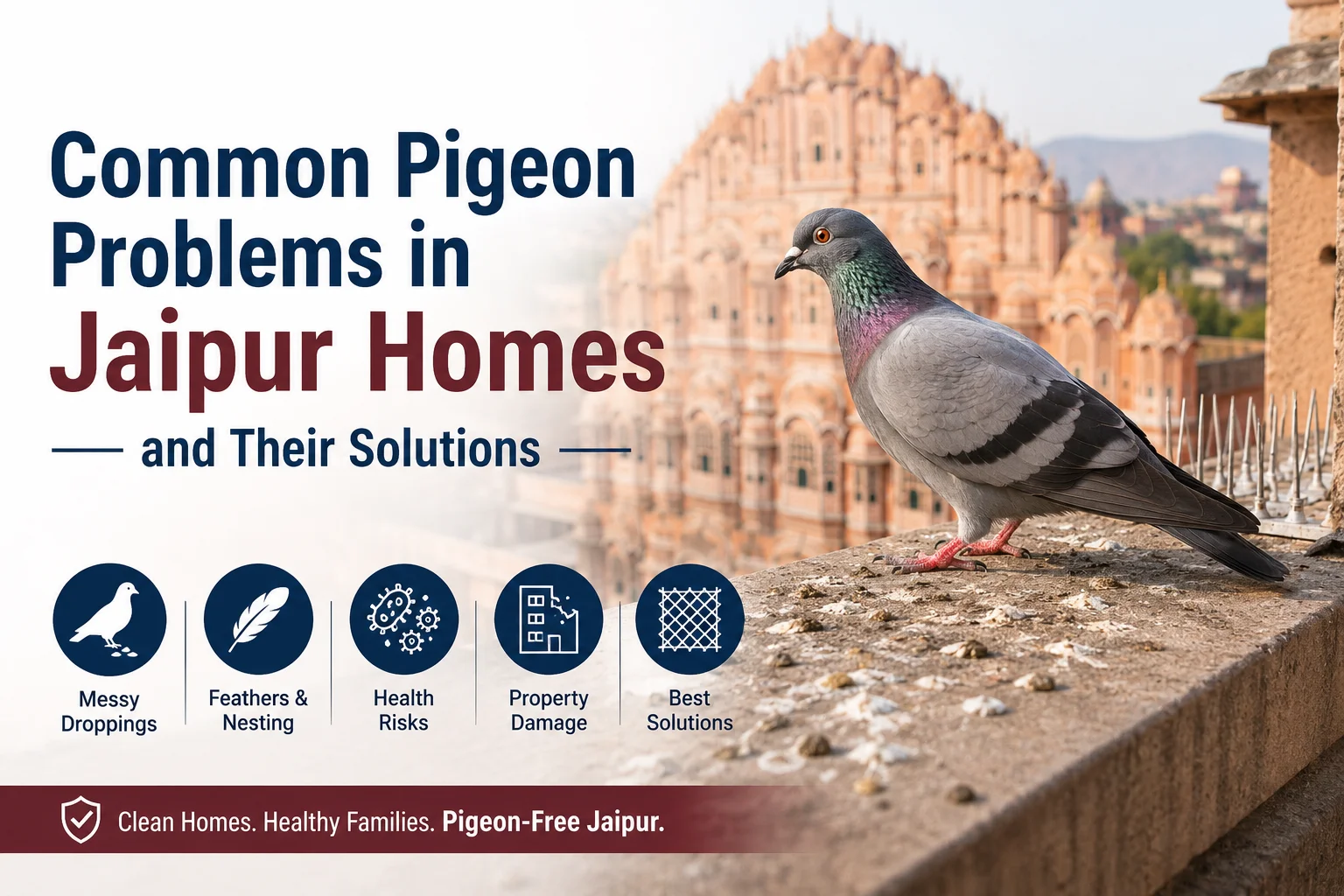 Common Pigeon Problems in Jaipur Homes and Their Solutions